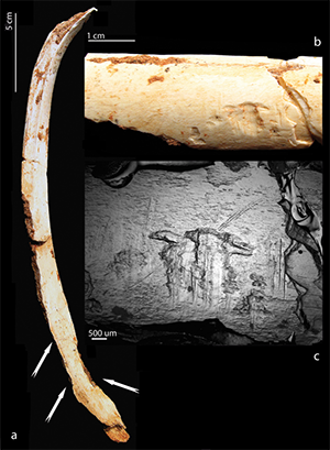 Photo 3 : Traces de dents humaines et marques de boucherie antérieures sur un fragment de côte d’Alcelaphini (Parmularius sp.) (©Camille Daujeard et Gildas Merceron).